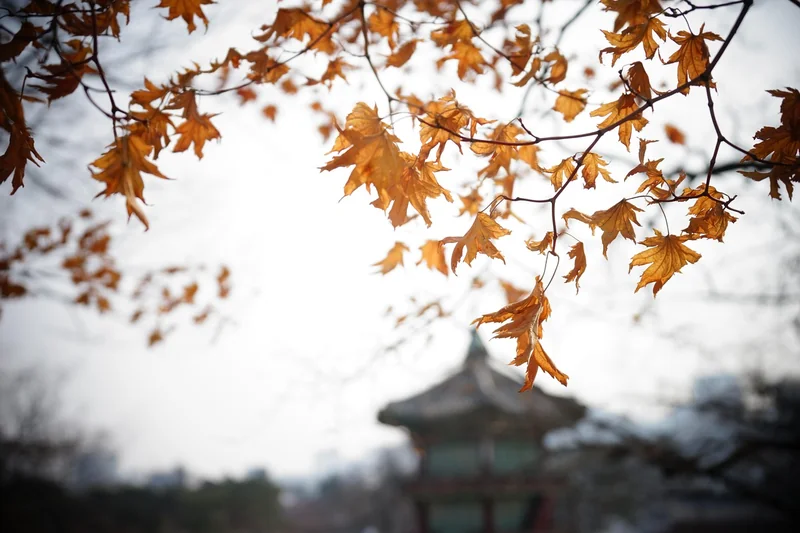 CSS 반응형 레이아웃 팁
